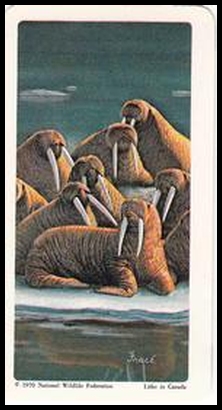 44 Walrus